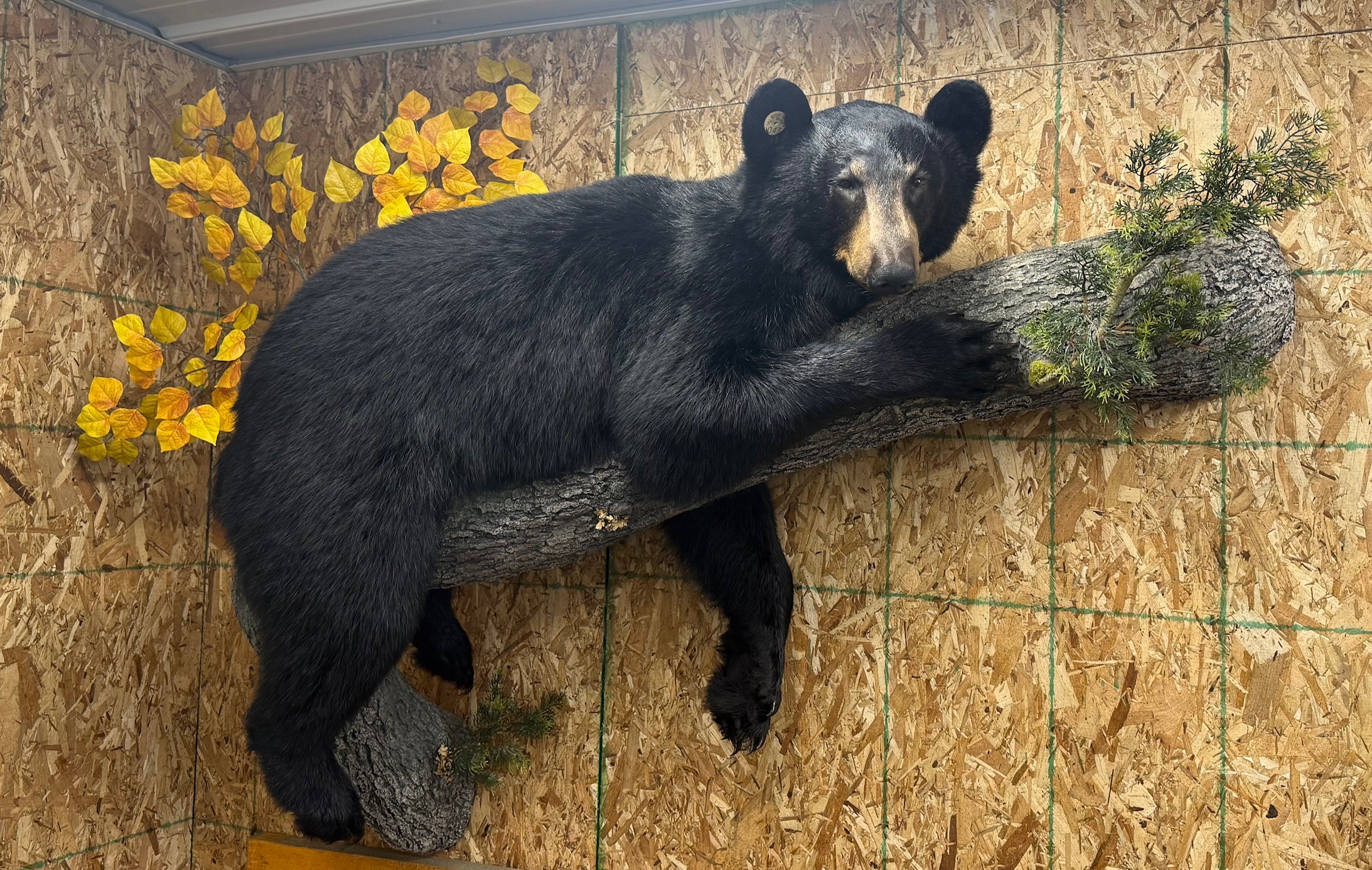 Photo of black bear full size mount
